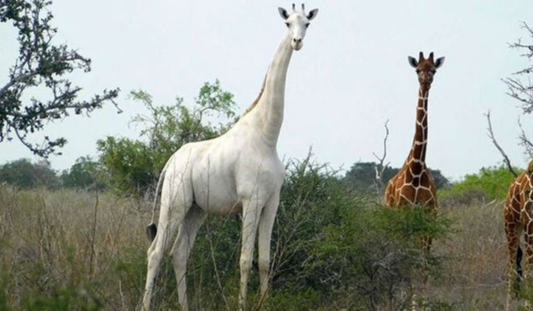 World's only known white giraffe fitted with tracker to deter poachers